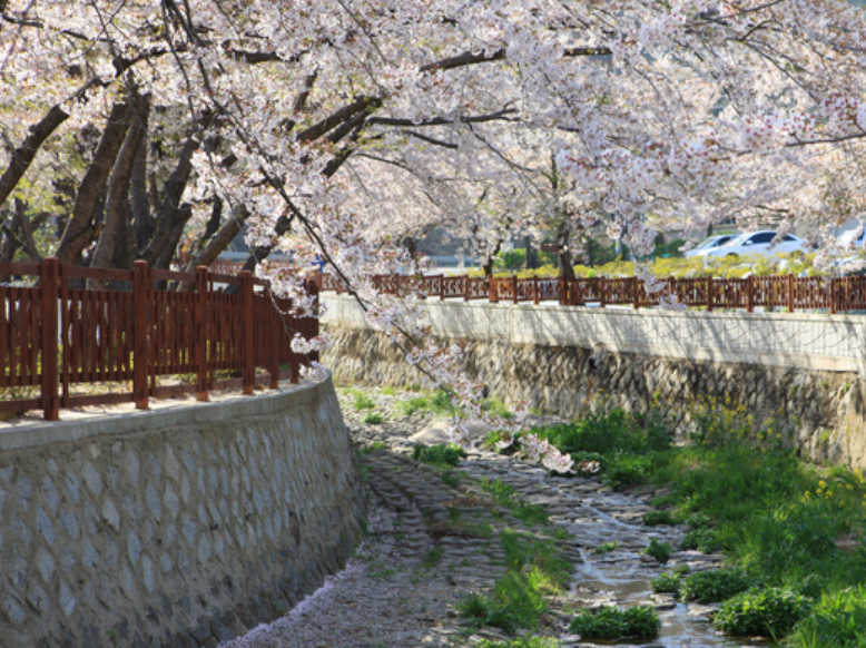 여좌천 벚꽃 시즌 모습