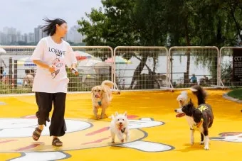 서울 마포 반려동물 캠핑장 도심 속 힐링 명소 가이드_5