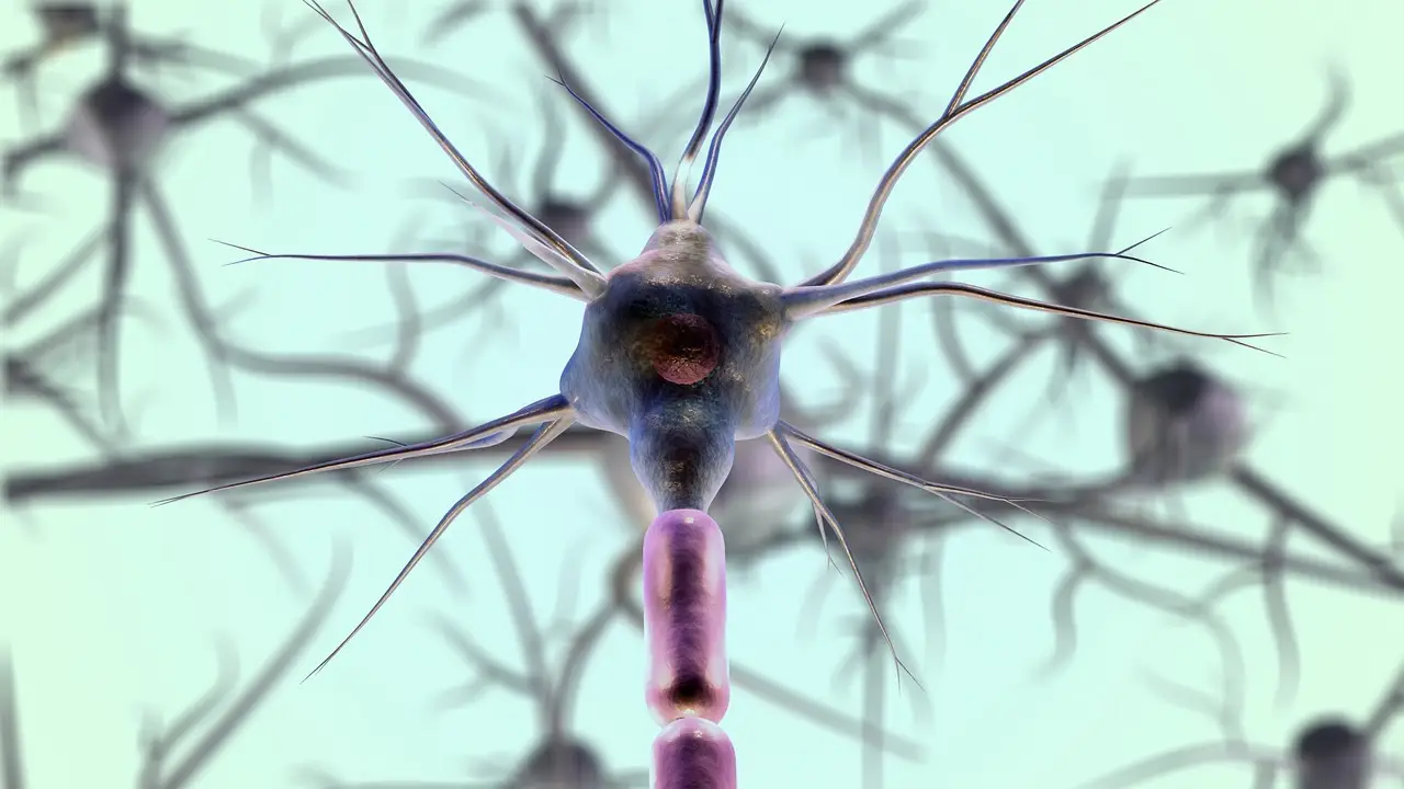 엽산의 효능