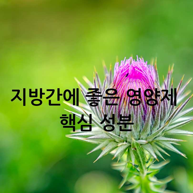 지방간에 좋은 영양제 추천 TOP 5