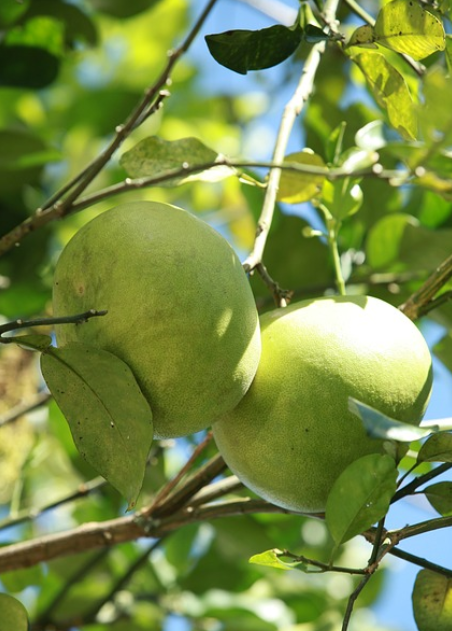 6시내고향 포멜로 효능과 부작용