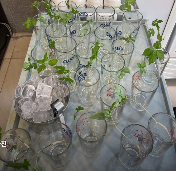 생생정보-수원-냉짬뽕-갑오징어짬뽕-중식일프로-인삼주