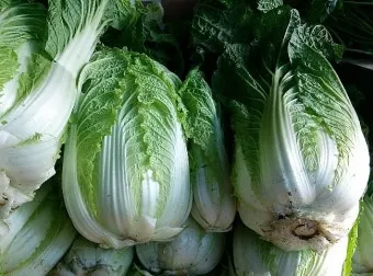 김장 배추 재배 파종 모종 웃거름 결구 수확 타이밍_10