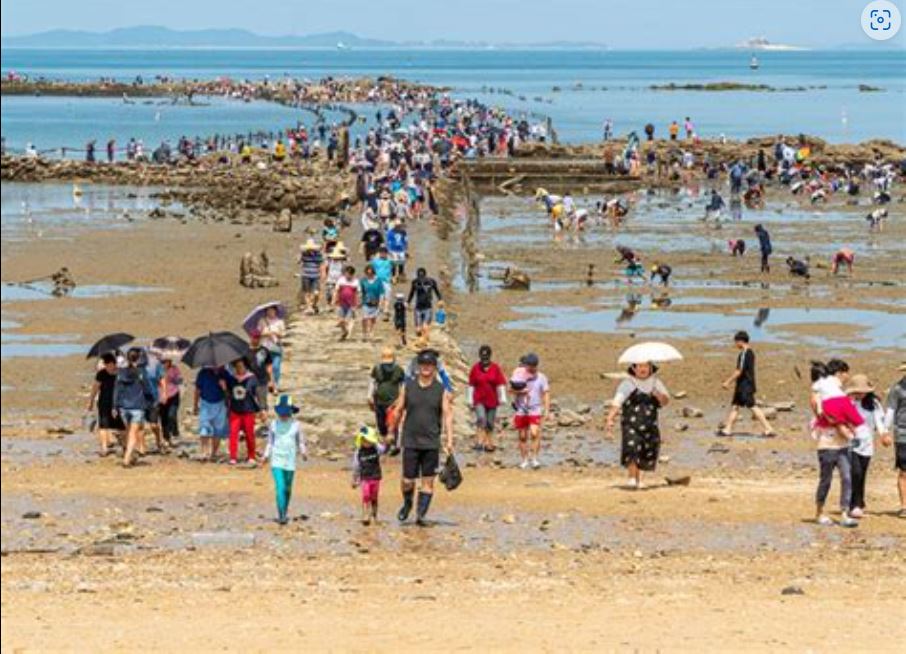 무창포 쭈꾸미 사진