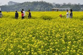 2024 구리 유채꽃 축제 기본일정과 프로그램 소개 민경훈 김나희 울랄라세션 류지광 김연자 황민우 KCM 바다 출연