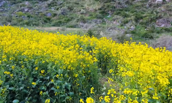 국내 봄 여행지