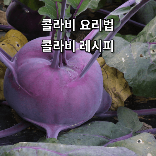 콜라비 요리법