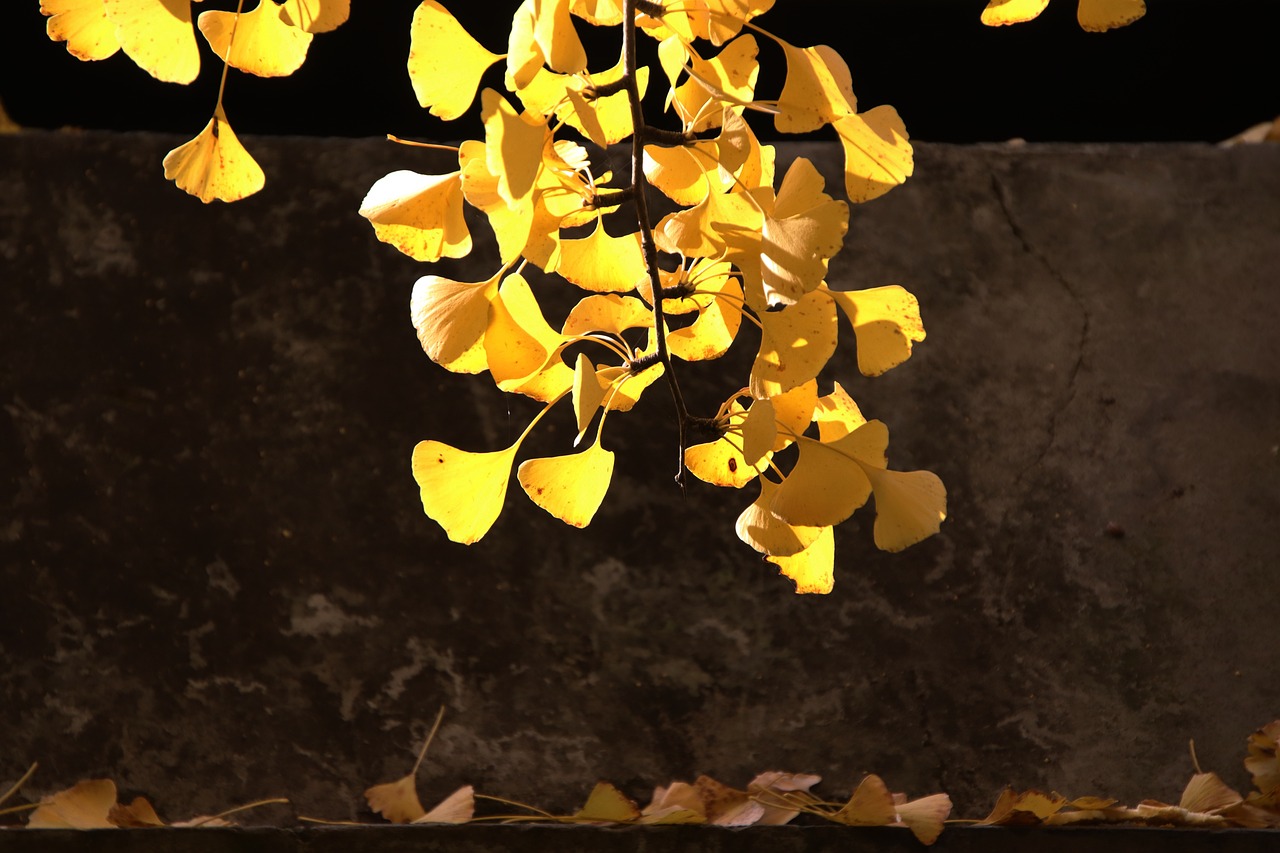 은행잎 추출물 기억력에 효과