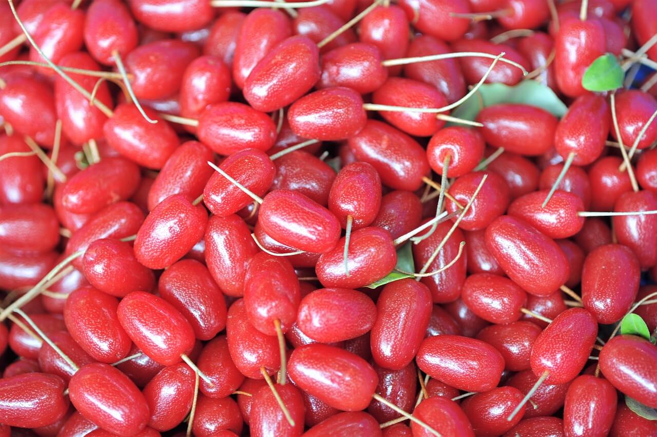 보리수효능