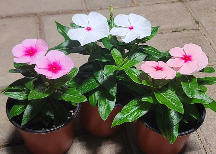 가을에 피는 꽃 종류 일일초