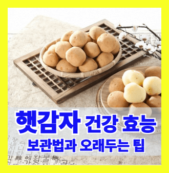 햇감자 건강효능과 보관법