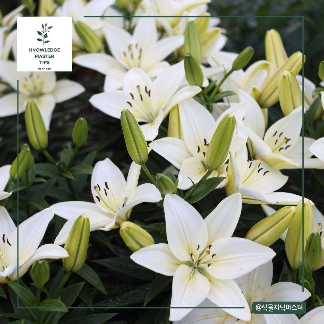 흰 백합 꽃말