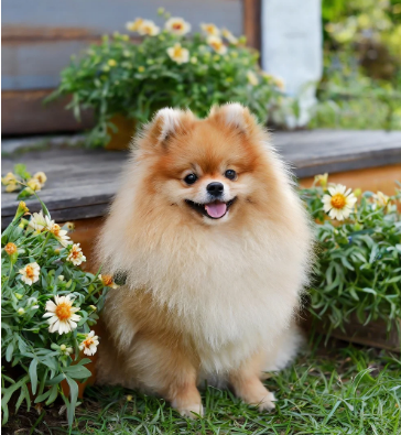 반려견 관련 사진