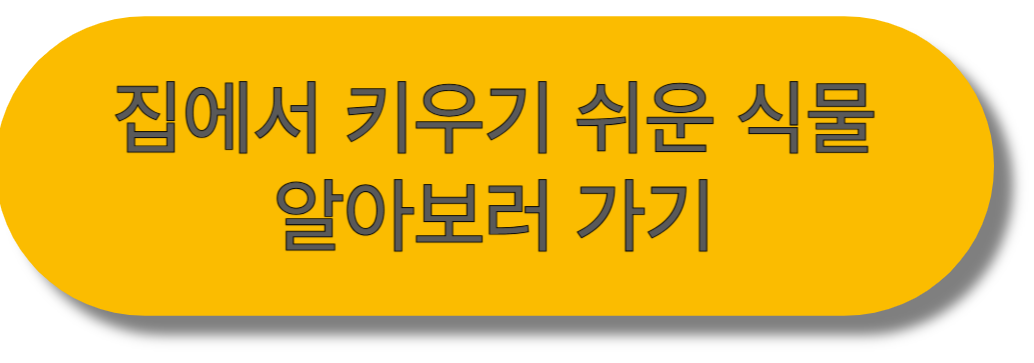 풍수지리 식물, 운을 부르는 인테리어 방법!
