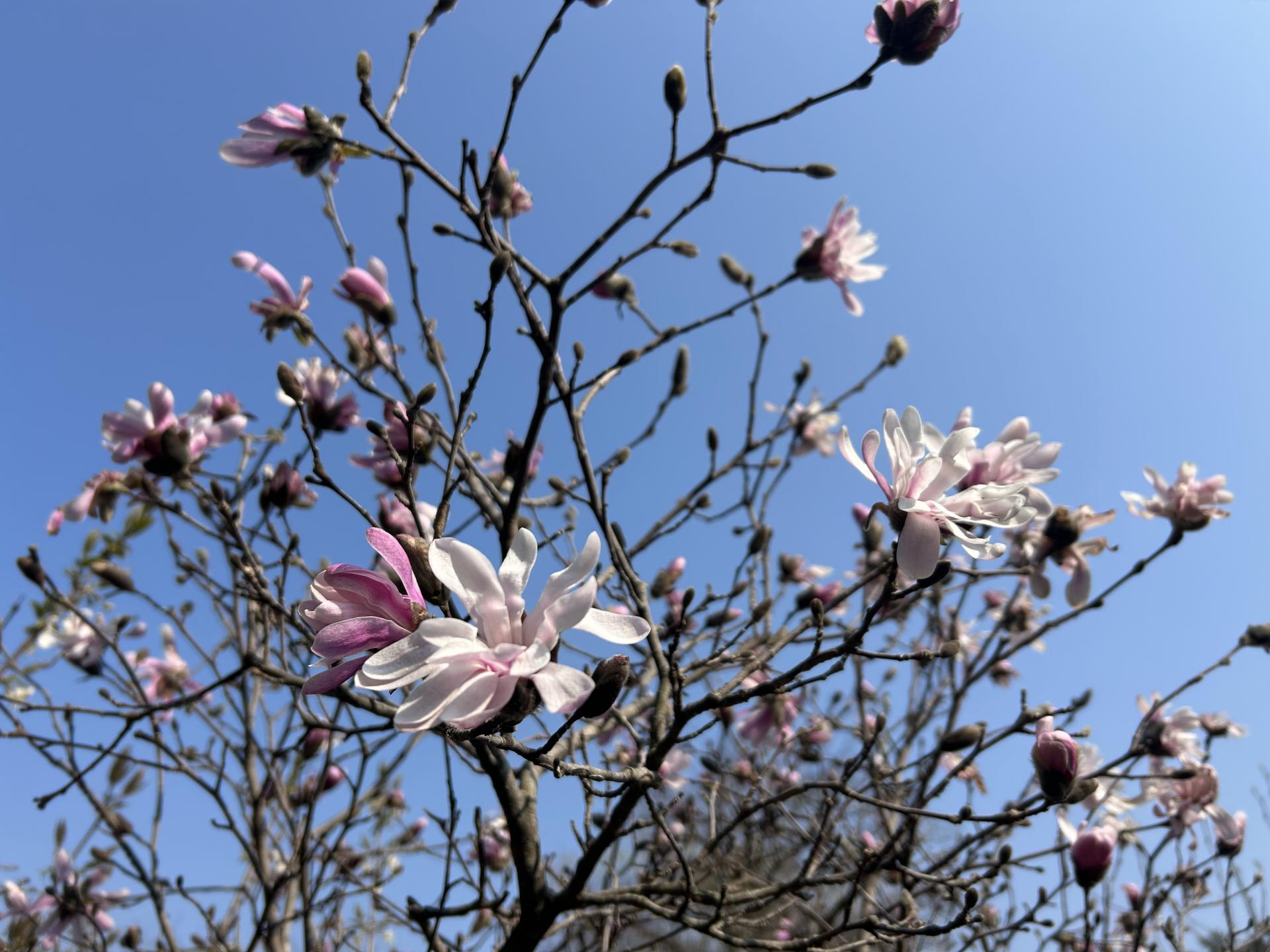 태안 천리포 수목원 목련축제 2025 주차 맛집 꿀팁 총정리