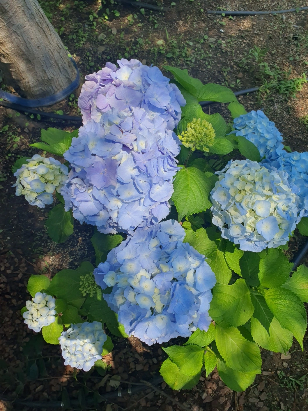 장생포 수국축제에서 여름을 만끽하다! 울산 고래문화마을 수국 명소 추천
