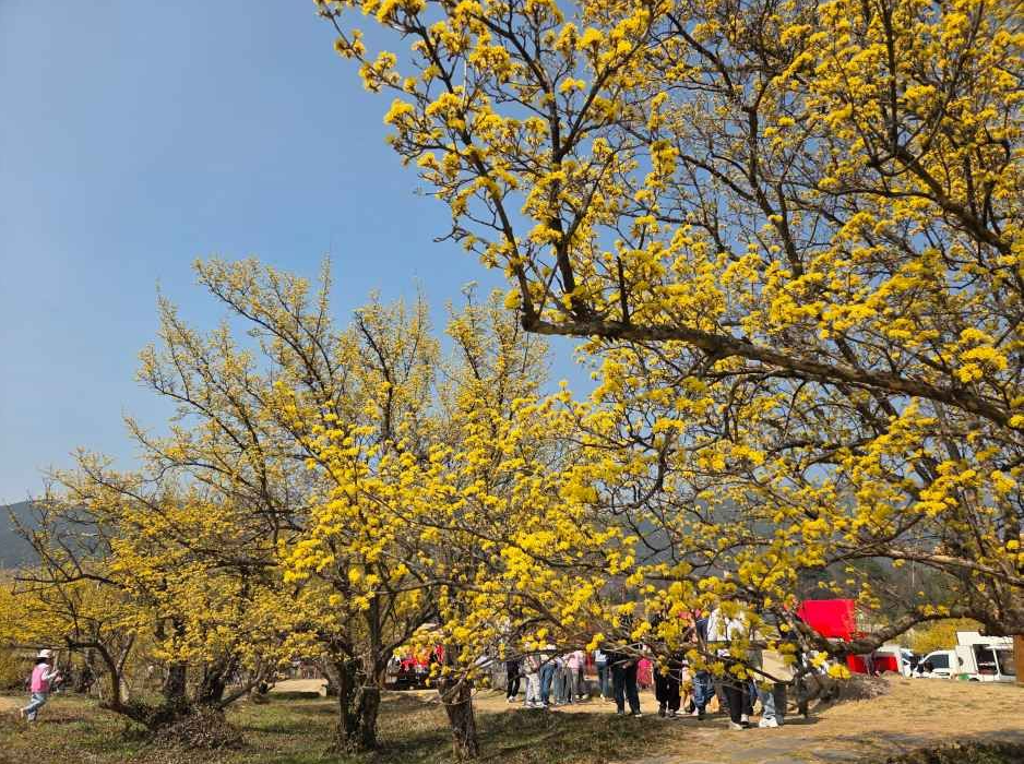 구례 산수유축제 일정&middot;주차장