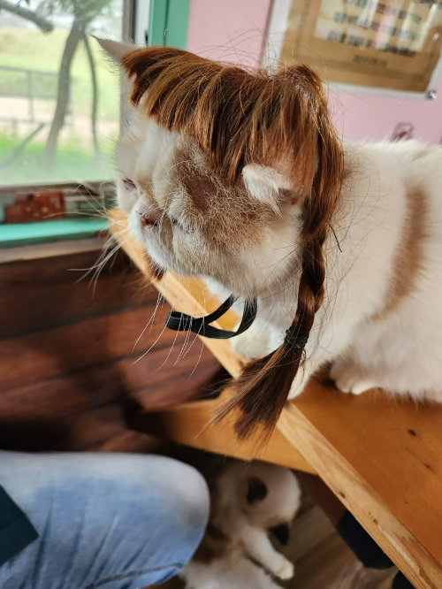 고양이역보호소-실내6