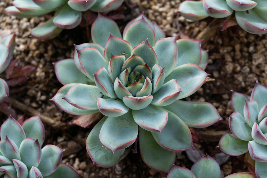 Succulent