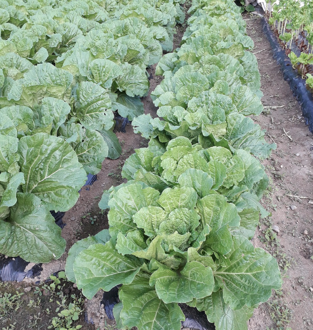 홈플러스 절임배추 사전예약