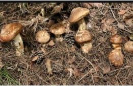 대상포진원인균