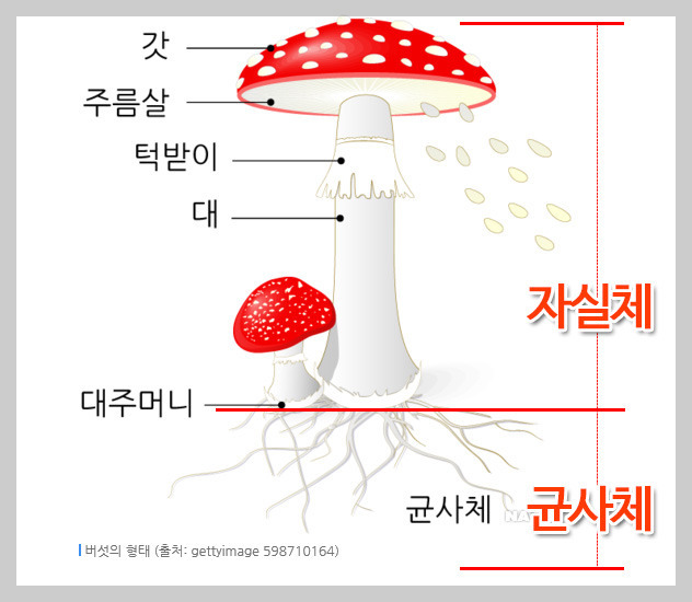 버섯 구조