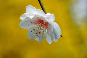 광양매화꽃축제