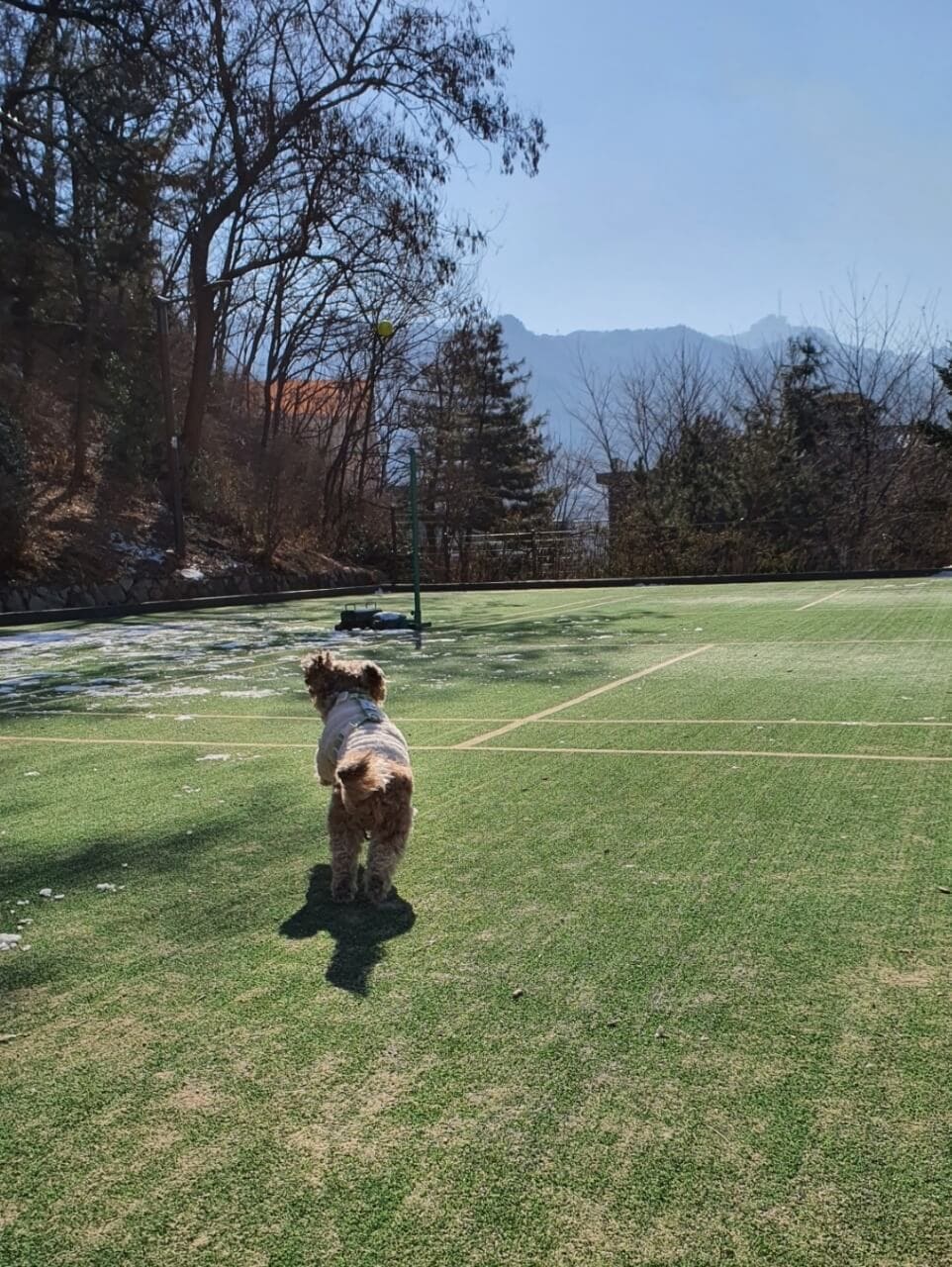 공놀이하는 강아지2