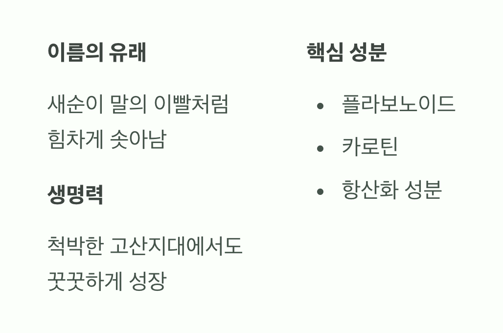 '말의 이빨'을 닮은 강인한 생명력