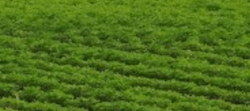 Tile 11