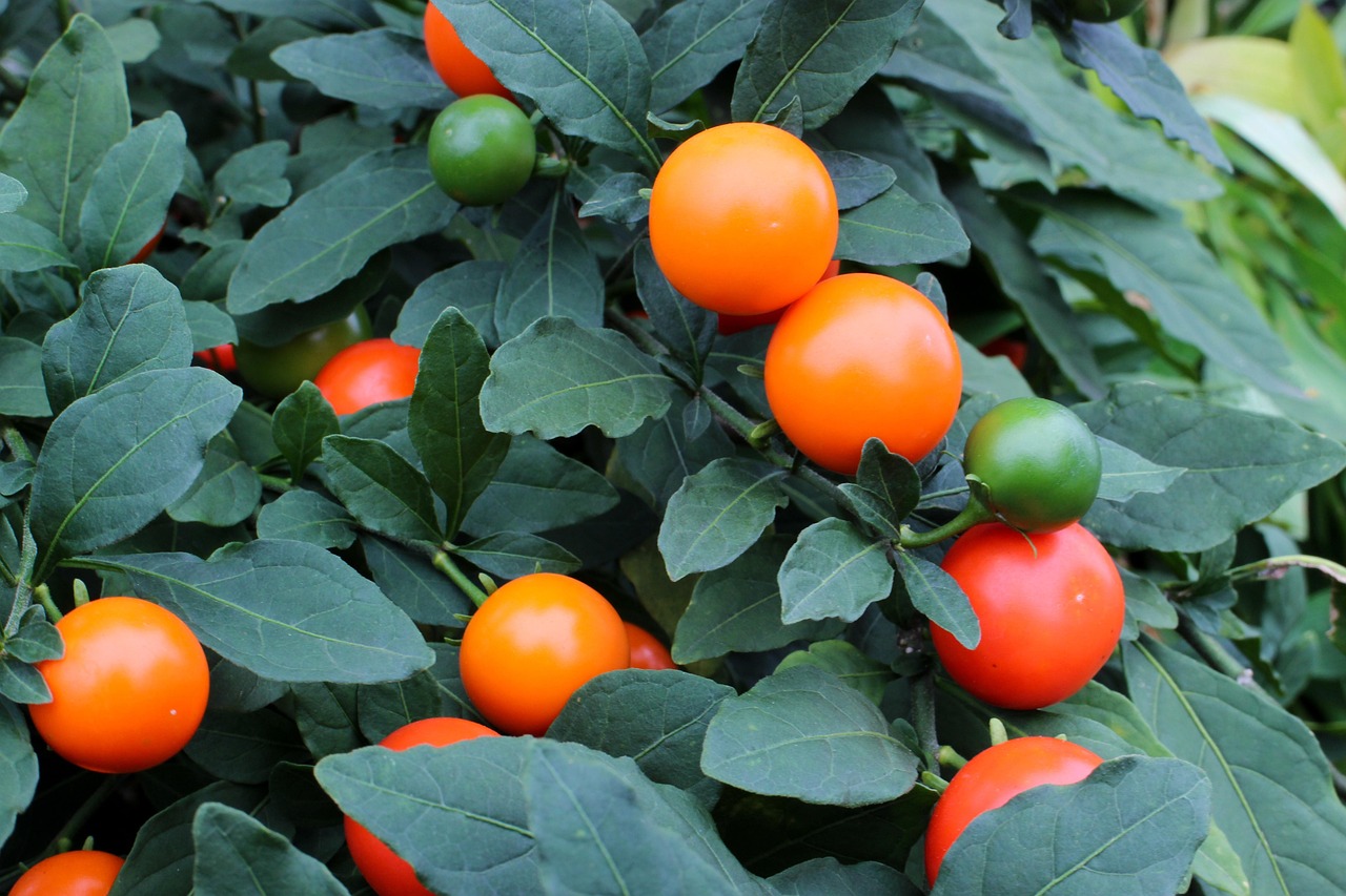 기초연금 수령액