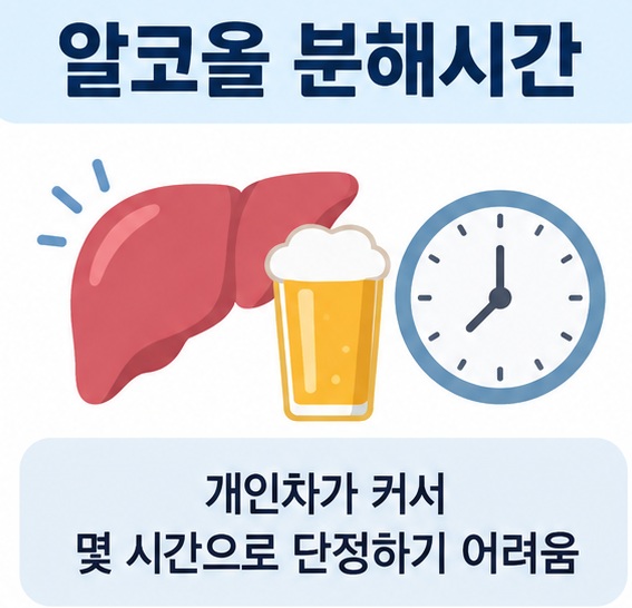 간과 술잔 시계 아이콘 위에 알코올 분해시간 문구가 표시된 대표 이미지