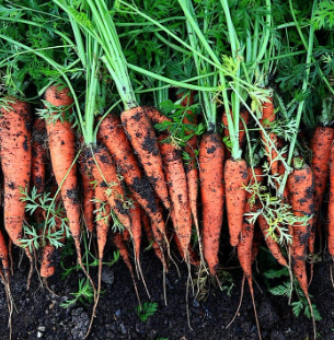 7월에 심는 채소3