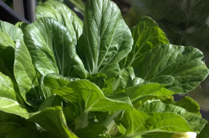 탱글탱글한 봄 주꾸미 손질부터 양념까지! 전분가루 코팅으로 감칠맛 잡는 법