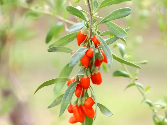 간 기능 회복에 좋은 구기자