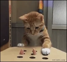 귀여운 고양이 움짤