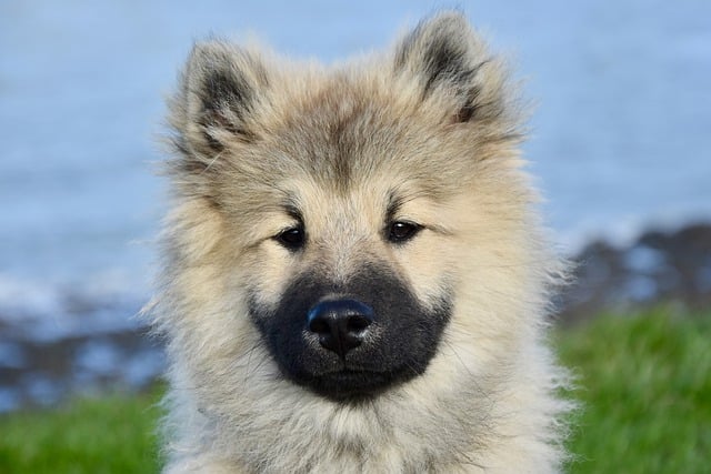 강아지 사진입니다.