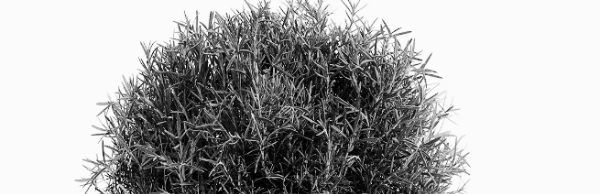 로즈마리 가지치기