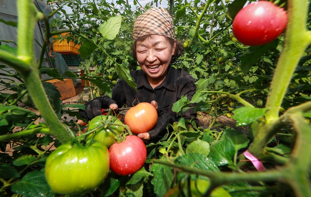 &#39;감천 돌토마토&#39; 본격 출하