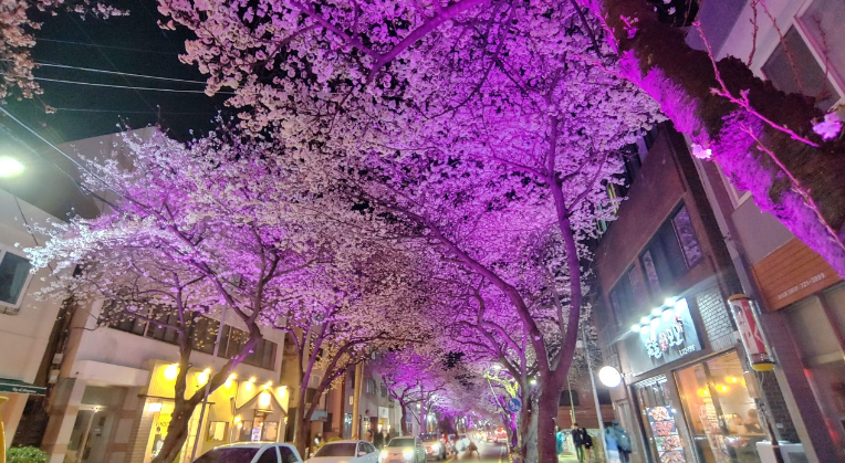 제주 왕벚꽃축제6