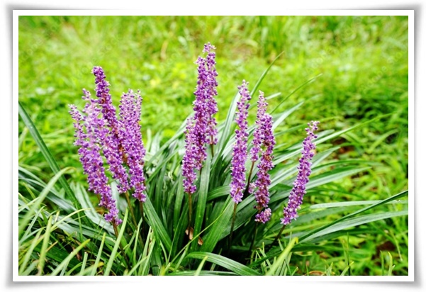 화초 "맥문동" 사계절 내내 우아한, 척박한 땅에서도 꽃 피우는 생명력!