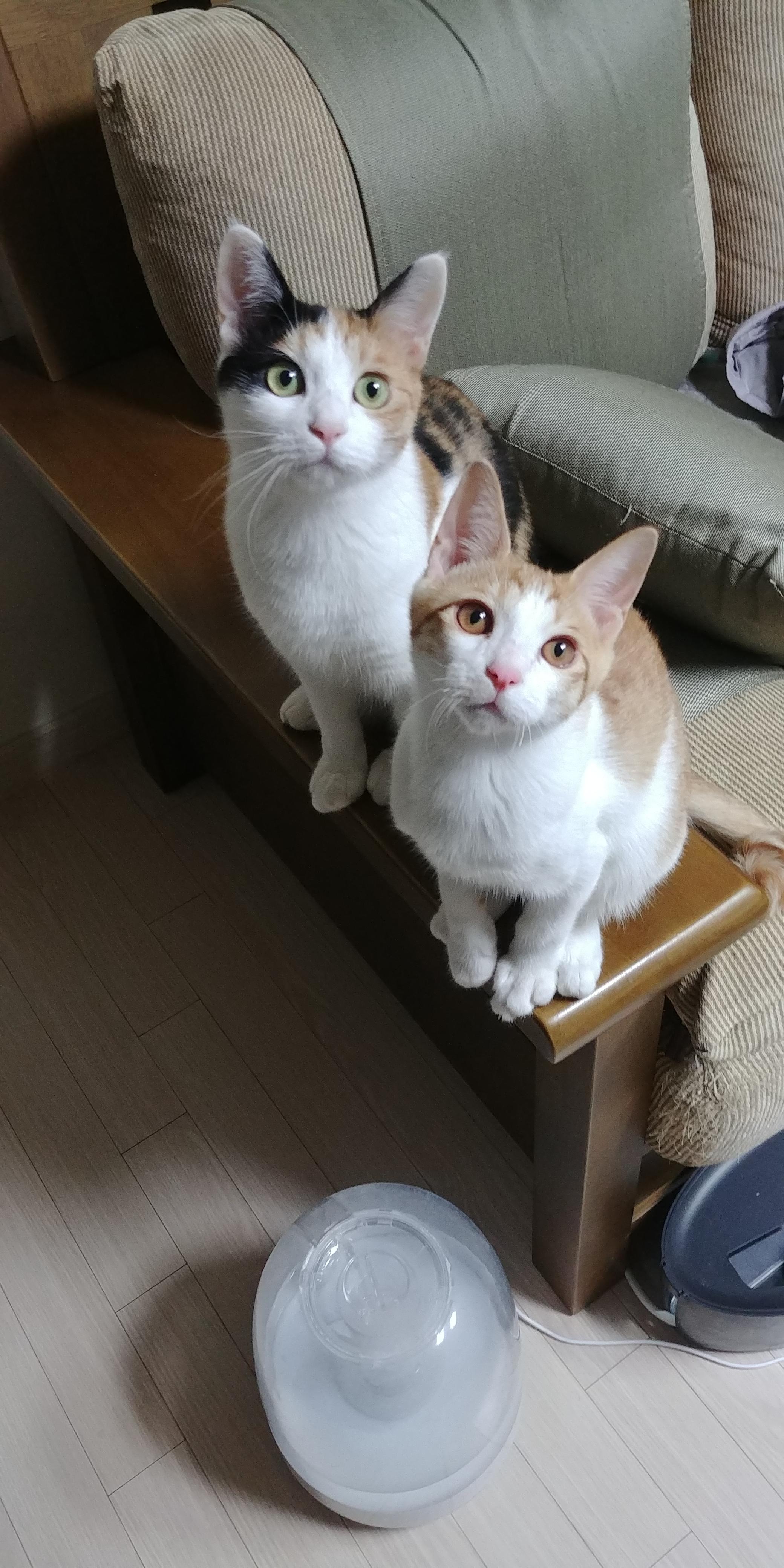 사이좋은 고양이들. 우리집 1호, 2호 공식 커플.