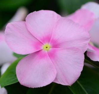 가을에 피는 꽃 종류 일일초