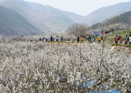 2023 양산 매화 축제