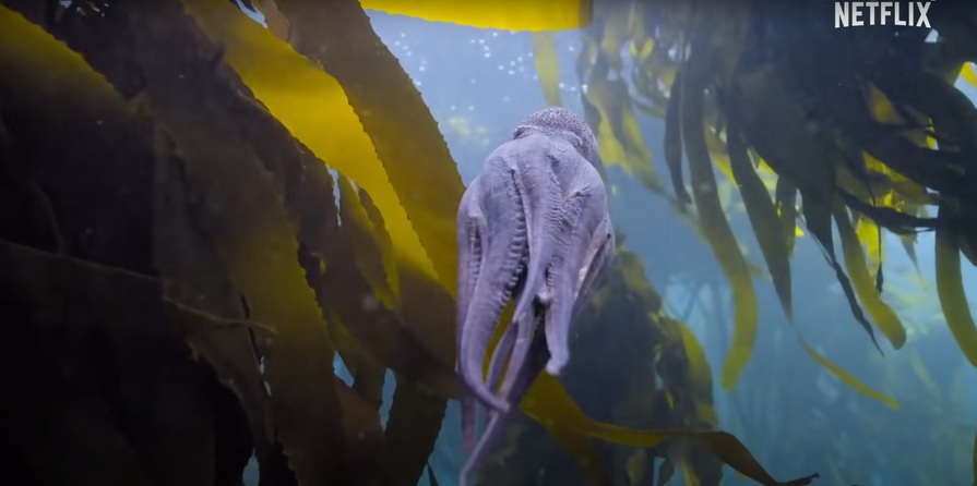 나의 문어 선생님