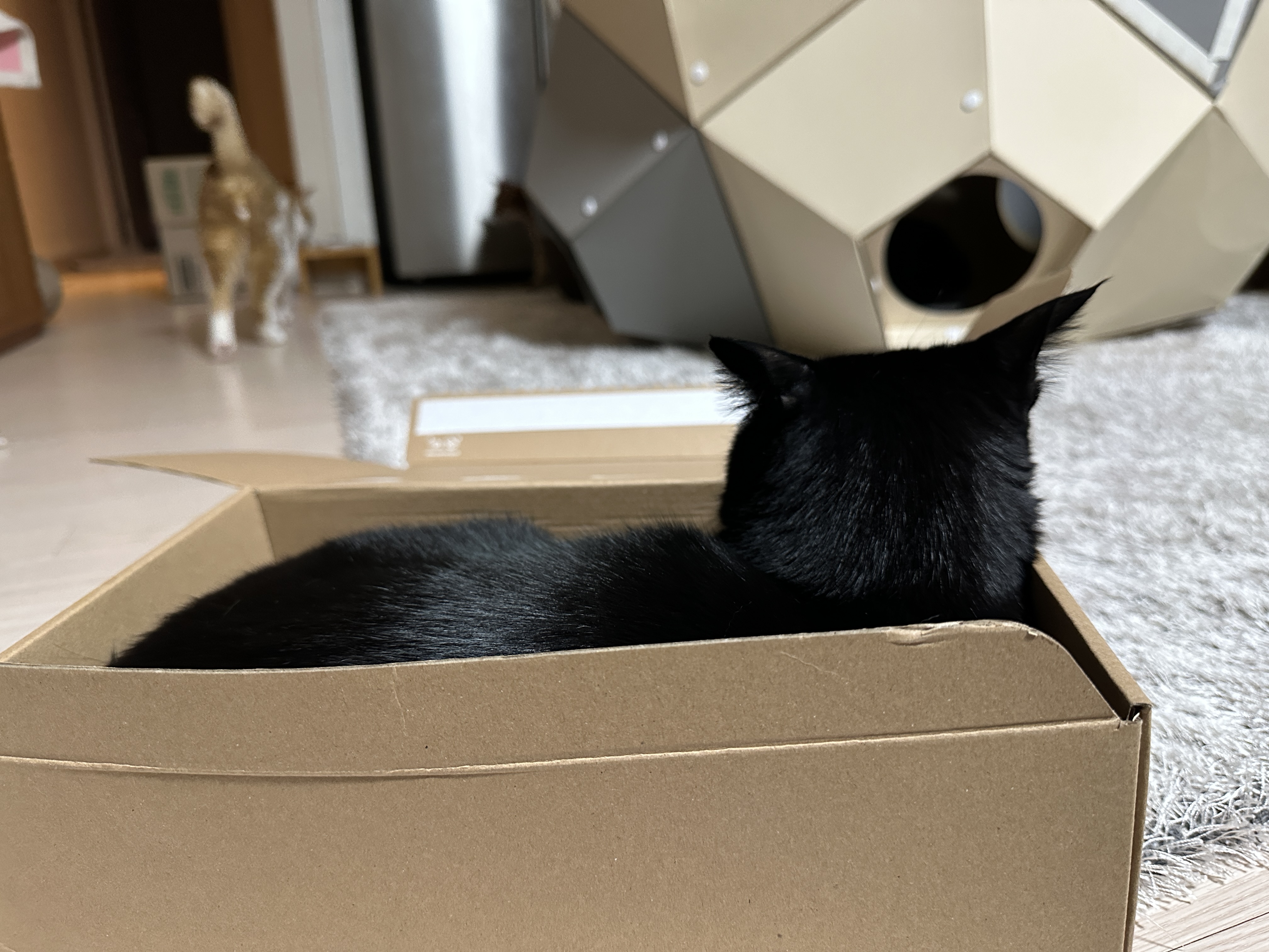 나이키-vs-아디다스!-건이의-선택을-받은-박스는?!-(feat.-막둥이,-호야,-요미)