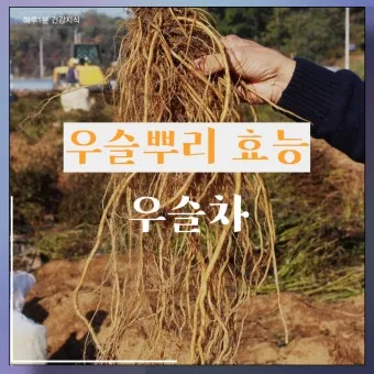 우슬뿌리 효능 부작용 먹는법 건강 활용 팁_20