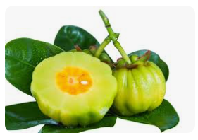 가르시니아 캄보지아31