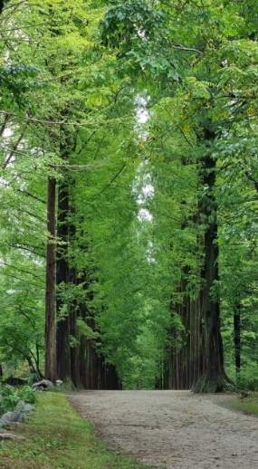 2024 년 남이섬 국내여행 /나미나라 공화국