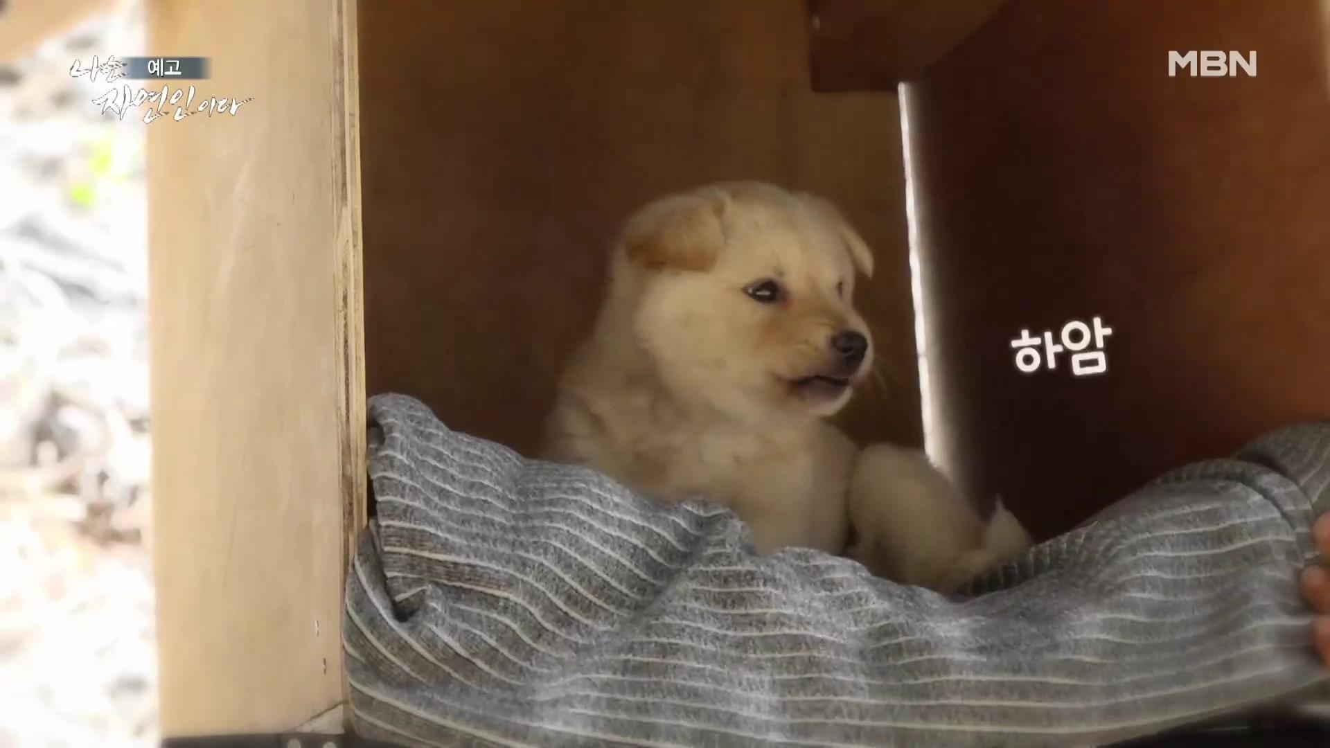 나는 자연인이다 40대 강아지 순이와 산에 살며 캠핑,주꾸미 삼겹살,열무 비빔국수,산나물 튀김 칠전팔기 오프로드 인생 자연인 최명훈 소개 및 윤택 출연 557회 다시보기